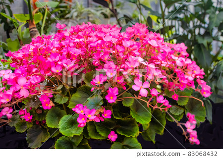 This is Begonia Love Me. As the name suggests, please attach a message. 83068432