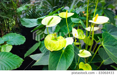 Anthurium champion. The pure white appearance gives a very freshness. 83068433