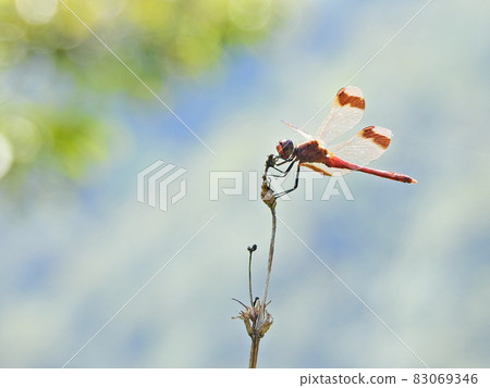 Miyama Akane (male) 83069346