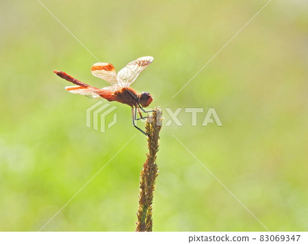 Miyama Akane (male) Stock Photos 83069347