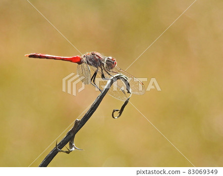 Natsu Akane (male) Stock Photos 83069349