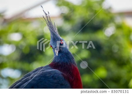 blue turquoise Victoria crowned pigeon, Latin Goura victoria, looks skeptical blue turquoise Victoria crowned pigeon, Latin Goura victoria, looks skeptical 83070131