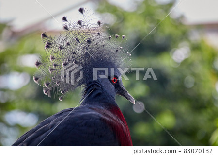 Victoria crowned pigeon, Latin Goura victoria looks into the distance 83070132
