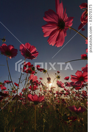 Sunset in the cosmos field Sunset in the cosmos field 83070375