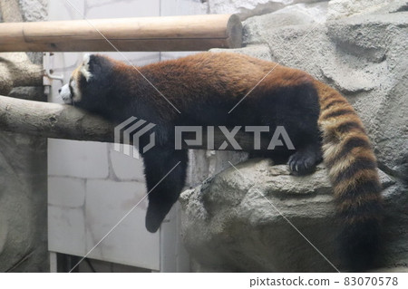 夜間野生動物 83070578