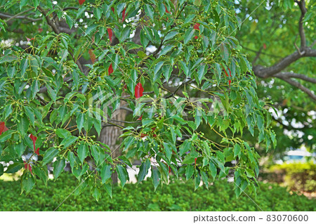 綠樟樹(秋季) 綠樟樹(秋季) 83070600