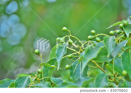 綠樟樹(秋季) 綠樟樹(秋季) 83070602