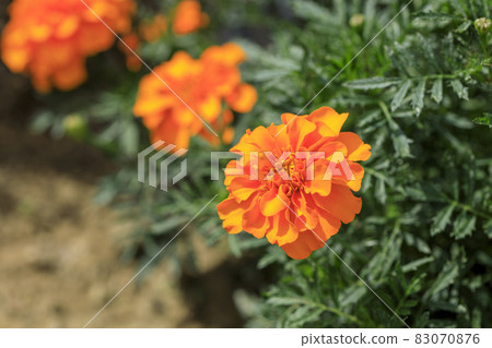 Marigold flower 83070876