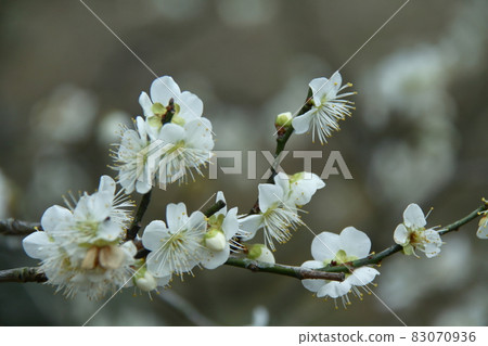 It bears the cold and blooms elegantly 83070936