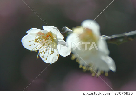 It bears the cold and blooms elegantly 83070939