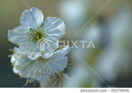 It bears the cold and blooms elegantly 83070940