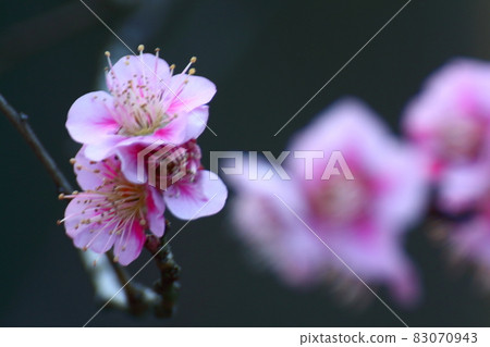 It bears the cold and blooms elegantly 83070943