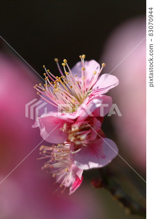 It bears the cold and blooms elegantly 83070944