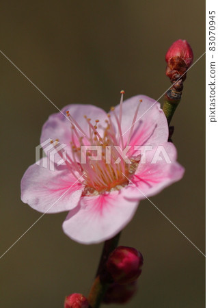 It bears the cold and blooms elegantly It bears the cold and blooms elegantly 83070945