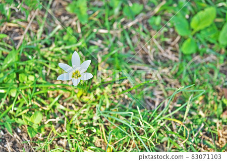 White zephyrlily flowers (early autumn) White zephyrlily flowers (early autumn) 83071103