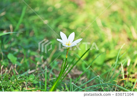 白色和風百合花(初秋) 白色和風百合花(初秋) 83071104