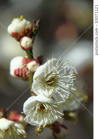 It bears the cold and blooms elegantly 83071121