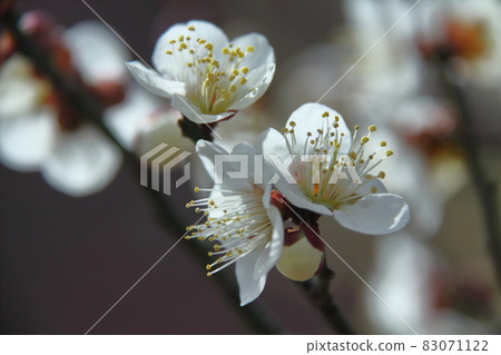 It bears the cold and blooms elegantly 83071122