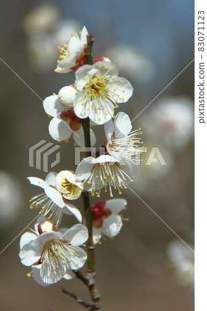 It bears the cold and blooms elegantly 83071123