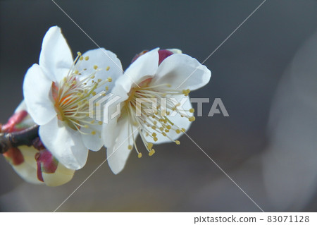 It bears the cold and blooms elegantly 83071128