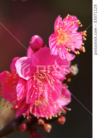 It bears the cold and blooms elegantly 83071129