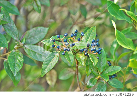 海軍藍莢蒾（秋季） 83071229