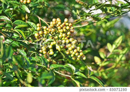 Nandina fruit that has begun to color (autumn) Nandina fruit that has begun to color (autumn) 83071280