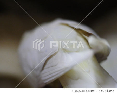 Xuanfeng Xuanfeng 83071362