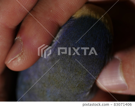 Love parrot Love parrot 83071406