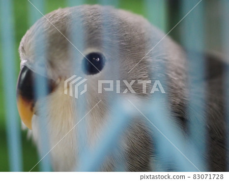 Love parrot chicks Love parrot chicks 83071728