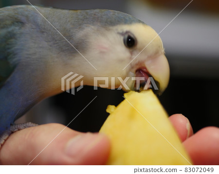 愛情鸚鵡 83072049