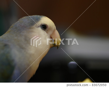 愛情鸚鵡 83072050