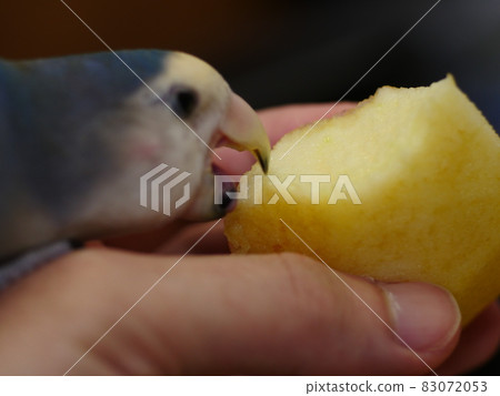 愛情鸚鵡 83072053