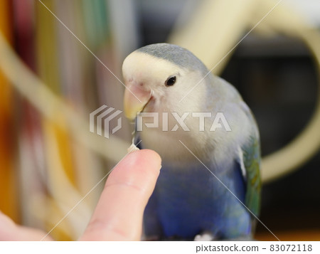 愛情鸚鵡 83072118