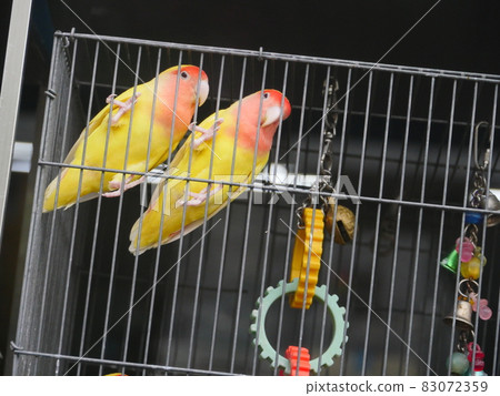 桃面愛情鳥 桃面愛情鳥 83072359