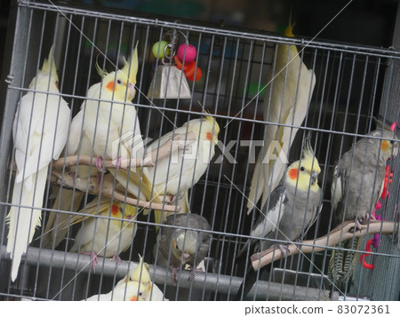 Cockatiel Cockatiel 83072361