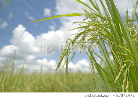 Ear of rice with soft focus of green paddy field in the background 83072472