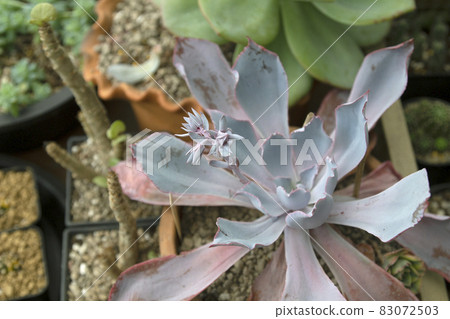 Dwarf cactus in a small pot Dwarf cactus in a small pot 83072503