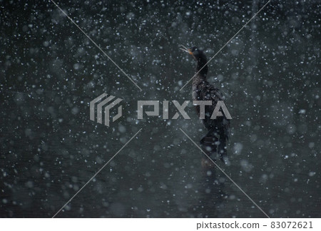 站立在一個多雪的池塘的大鸕鶿 83072621