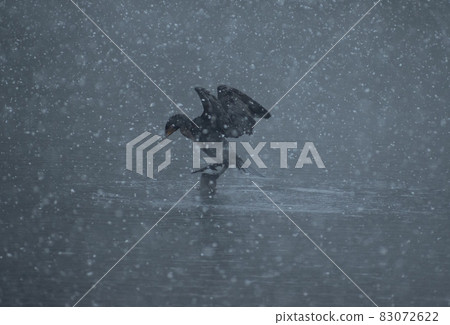 大鸕鶿在雪池裡拍打 大鸕鶿在雪池裡拍打 83072622