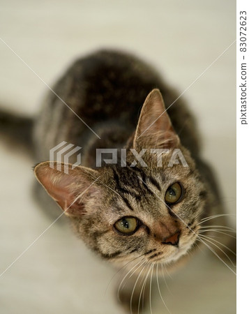 A cat's gaze and mustache looking up seriously A cat's gaze and mustache looking up seriously 83072623
