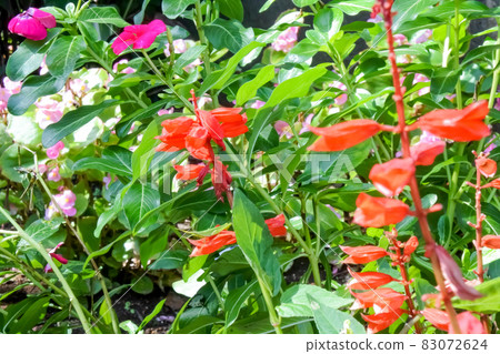 Flowerbed with red salvia flowers Flowerbed with red salvia flowers 83072624