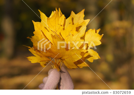 Beautiful autumn bouquet of yellow, golden maple leaves. Autumn concept. Theme of the beauty in nature. An image of a human hand holding a bright bouquet. Defocused natural background. Beautiful autumn bouquet of yellow, golden maple leaves. Autumn concept. Theme of the beauty in nature. An image of a human hand holding a bright bouquet. Defocused natural background. 83072659