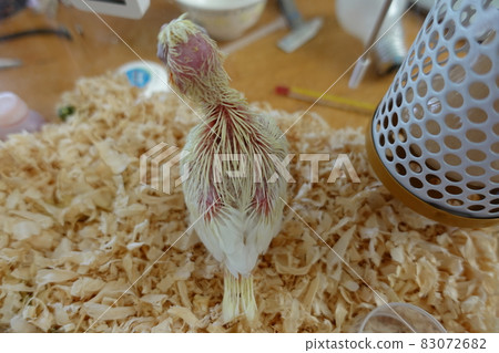 玄鳳幼雛 玄鳳幼雛 83072682