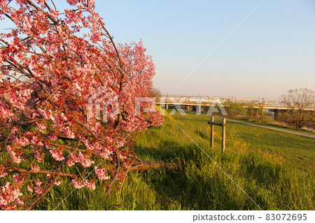 傾斜櫻桃樹和火車 83072695