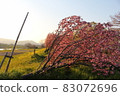傾斜在盛開的櫻花樹 83072696