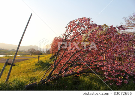 傾斜在盛開的櫻花樹 傾斜在盛開的櫻花樹 83072696