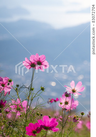 Washigamine Cosmos Park, Aridagawa-cho, Arida-gun, Wakayama Prefecture 83072704