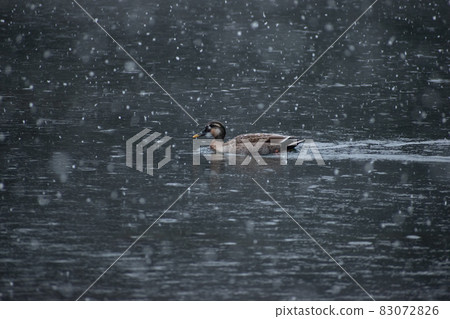 Wild spot-billed ducks swimming in a snowy pond Wild spot-billed ducks swimming in a snowy pond 83072826