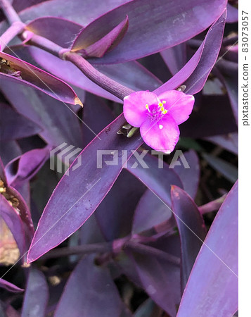 Purple heart blooming in a hedge in central Tokyo 83073057